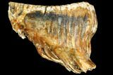 Fossil Woolly Mammoth Lower M Molar - North Sea Deposits #149766-2